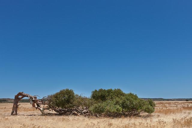 069 Greenough, leaning tree.jpg